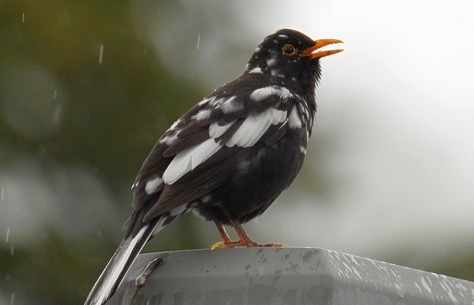 „Diese Amsel in Horrheim war mir bereits letztes Jahr durch ihr schwarz-weißes Gefieder (Leuzismus?) aufgefallen. Gestern blieb sie dann lange genug für die Aufnahme sitzen“, schreibt Jochen Scharpf zu seinem Foto. Leuzismus ist laut Landesbund für Vogel- und Naturschutz Bayern, eine hübsche Laune der Natur, bei der eine harmlose Mutation zu einigen Federn ohne Farbstoff und so zur „gescheckten“ Amsel führt.