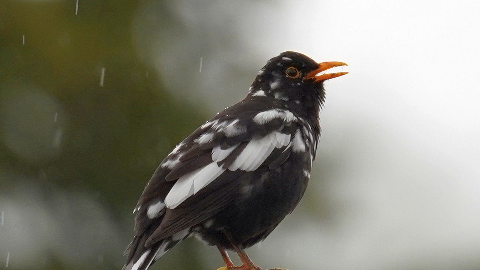 „Diese Amsel in Horrheim war mir bereits letztes Jahr durch ihr schwarz-weißes Gefieder (Leuzismus?) aufgefallen. Gestern blieb sie dann lange genug für die Aufnahme sitzen“, schreibt Jochen Scharpf zu seinem Foto. Leuzismus ist laut Landesbund für Vogel- und Naturschutz Bayern, eine hübsche Laune der Natur, bei der eine harmlose Mutation zu einigen Federn ohne Farbstoff und so zur „gescheckten“ Amsel führt.