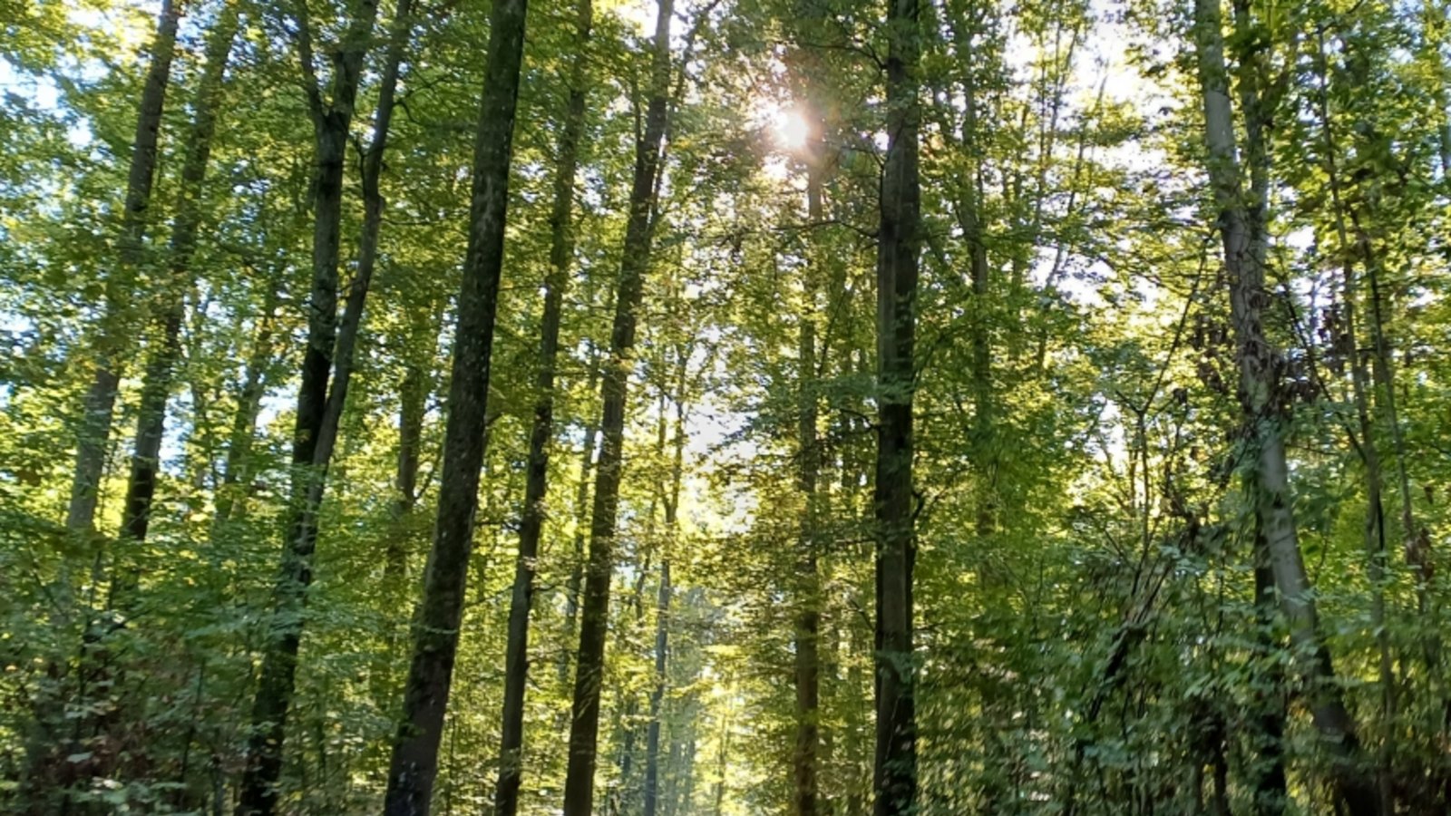 Ab in den Wald.  Archivfoto: Rücker/VKZ