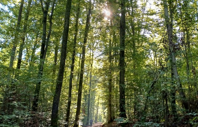 Ab in den Wald.  Archivfoto: Rücker/VKZ