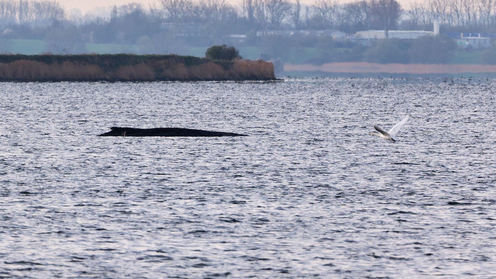Auch am Freitagmorgen bleibt die Lage des vor der Insel Poel gestrandeten Buckelwals unverändert. (Symbolbild)Foto: Marcus Golejewski/dpa