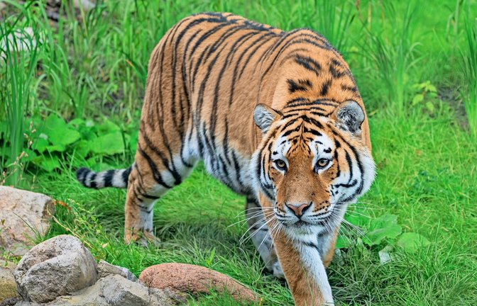 Die neuen Amurtiger in der Wilhelma haben die Besucherzahlen nicht weiter deutlich gesteigert.<span class='image-autor'>Foto: Wilhelma/Jennifer Riexinger</span>