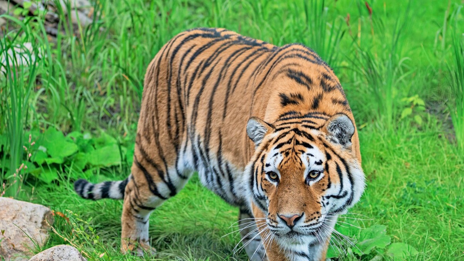 Die neuen Amurtiger in der Wilhelma haben die Besucherzahlen nicht weiter deutlich gesteigert.Foto: Wilhelma/Jennifer Riexinger