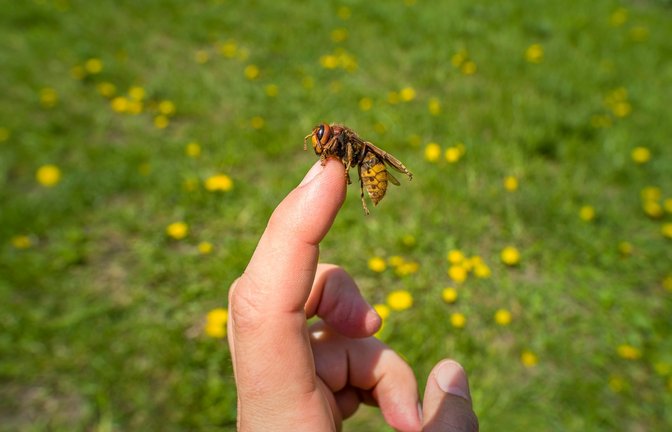 Viele Menschen haben Angst vor Hornissen, töten sollte man sie aber nicht.<span class='image-autor'>Foto: FedBul / shutterstock.com</span>