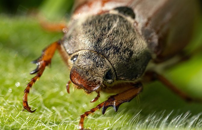 Erfahren Sie alles über den Lebenszyklus der Käfer, von der Larve bis zum kurzen Leben als erwachsenes Tier.<span class='image-autor'>Foto: Sodel Vladyslav / Shutterstock.com</span>