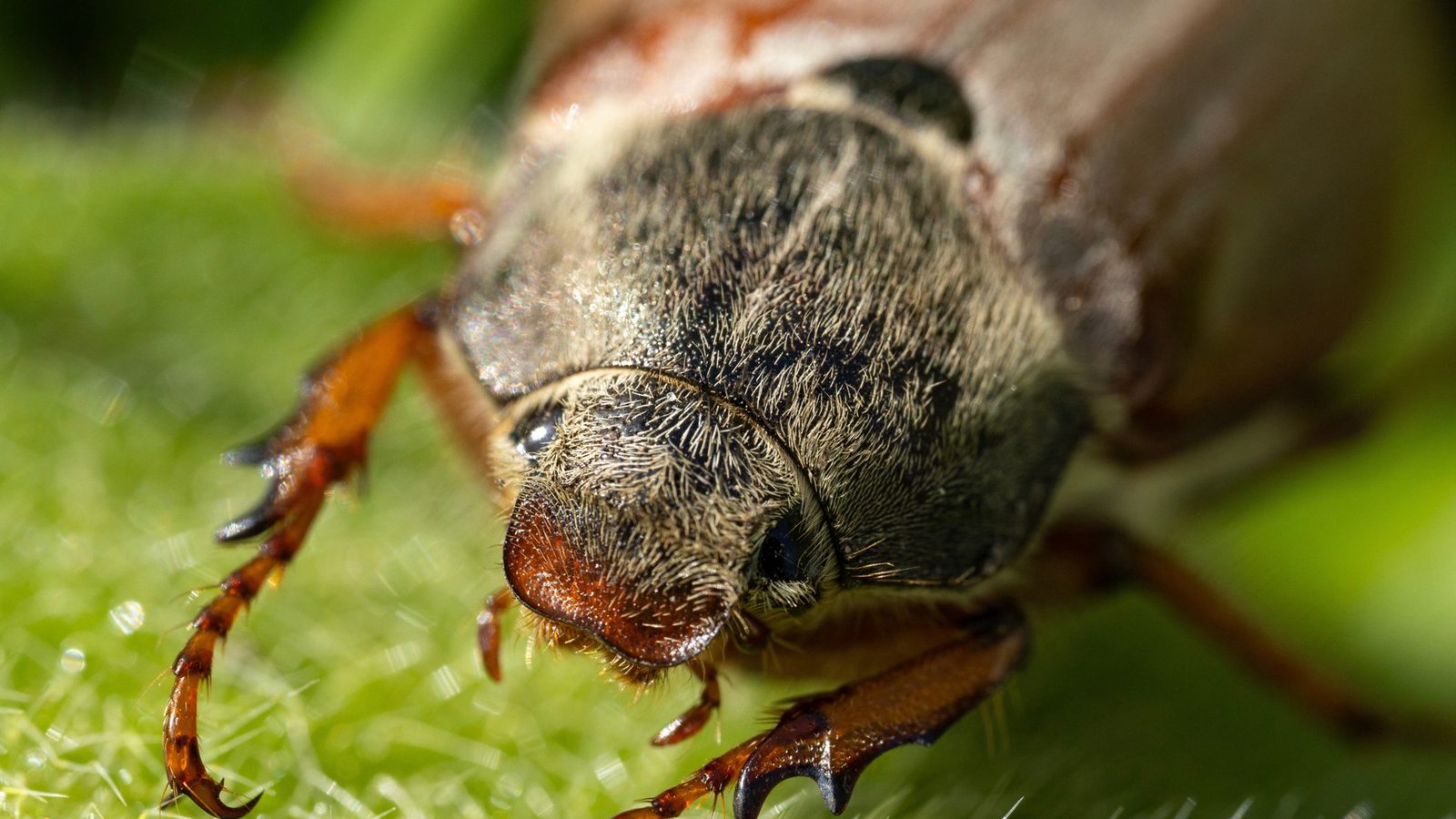 Erfahren Sie alles über den Lebenszyklus der Käfer, von der Larve bis zum kurzen Leben als erwachsenes Tier.Foto: Sodel Vladyslav / Shutterstock.com
