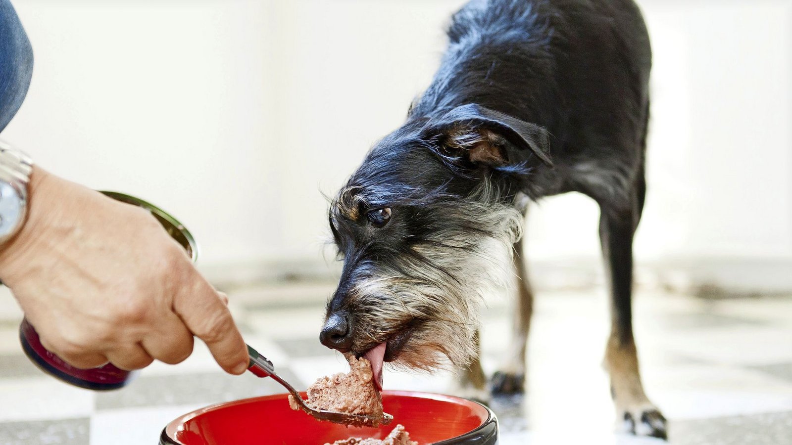 Ein bestimmtes Futter mit Schweinsöhrchen kann Hund und Herrchen schlecht bekommen (Symbolbild).Foto: Monique Wüstenhagen/dpa-tmn