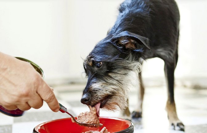 Ein bestimmtes Futter mit Schweinsöhrchen kann Hund und Herrchen schlecht bekommen (Symbolbild).<span class='image-autor'>Foto: Monique Wüstenhagen/dpa-tmn</span>