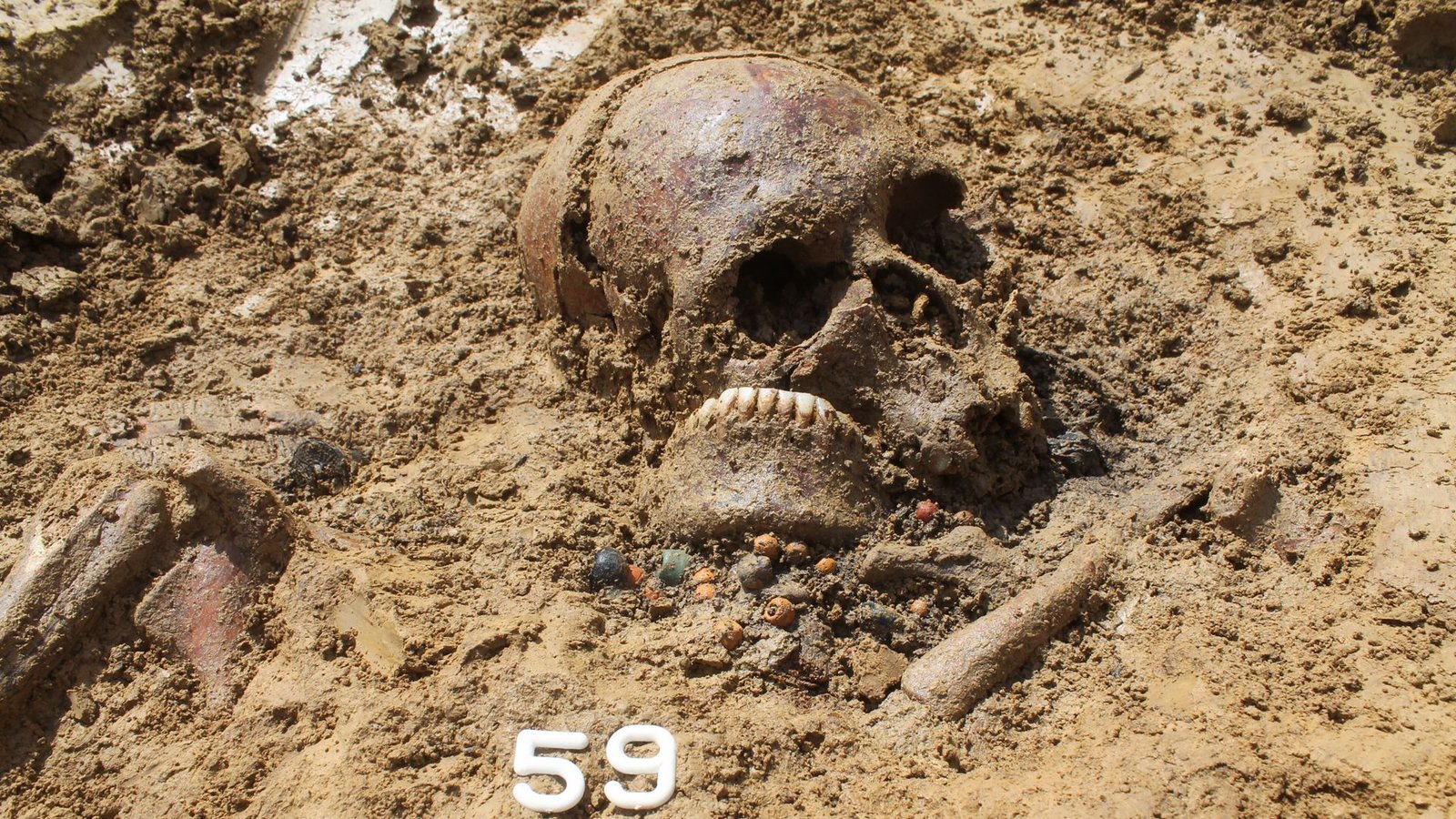 Rund 1400 Jahre alter Schädel einer Frau während der Freilegung ihres Grabes im heutigen Ergoldsbach. Aus einem winzigen Knochenstück des Schädels haben Paläogenetiker der JGU das komplette Erbgut der Verstorbenen rekonstruiert.Foto: Kreisarchäologie Landshut/Richter Rund 1400 Jahre alter Schädel einer Frau während der Freilegung ihres Grabes im heutigen Ergoldsbach. Aus einem winzigen Knochenstück des Schädels haben Paläogenetiker der JGU das komplette Erbgut der Verstorbenen rekonstruiert.Foto: Kreisarchäologie Landshut/Richter