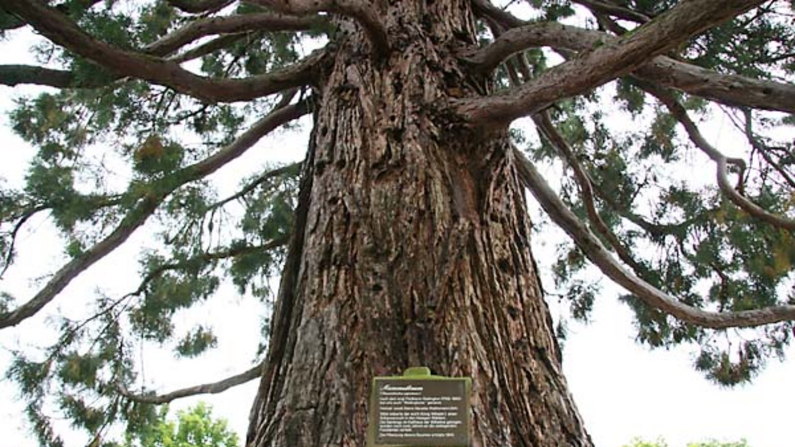 Der Riesenmammutbaum von Ochsenbach. Foto: Rücker Der Riesenmammutbaum von Ochsenbach. Foto: Rücker