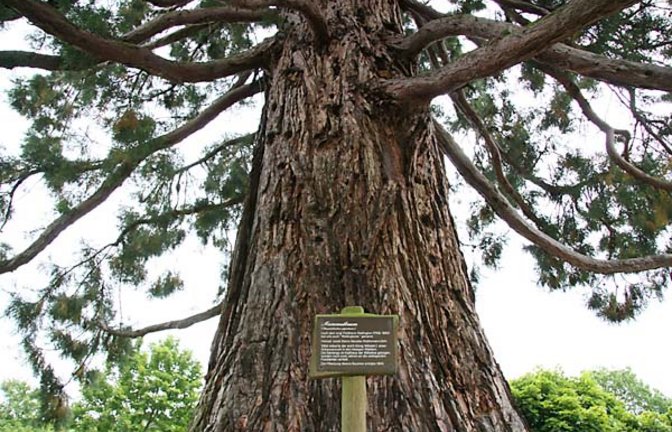 Der Riesenmammutbaum von Ochsenbach. Foto: Rücker