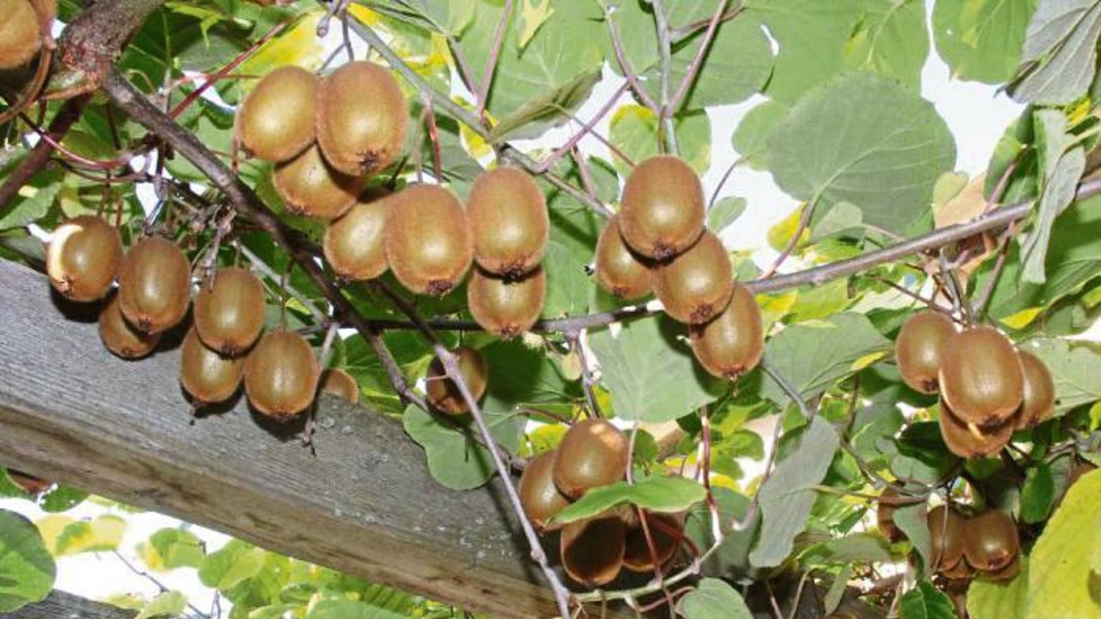 Kiwipracht in Enzweihingen: Im Garten von Renate und Oskar Hess wurden in den zurückliegenden beiden Tagen die süßsauren Leckereien geerntet.