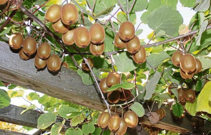 Kiwipracht in Enzweihingen: Im Garten von Renate und Oskar Hess wurden in den zurückliegenden beiden Tagen die süßsauren Leckereien geerntet.