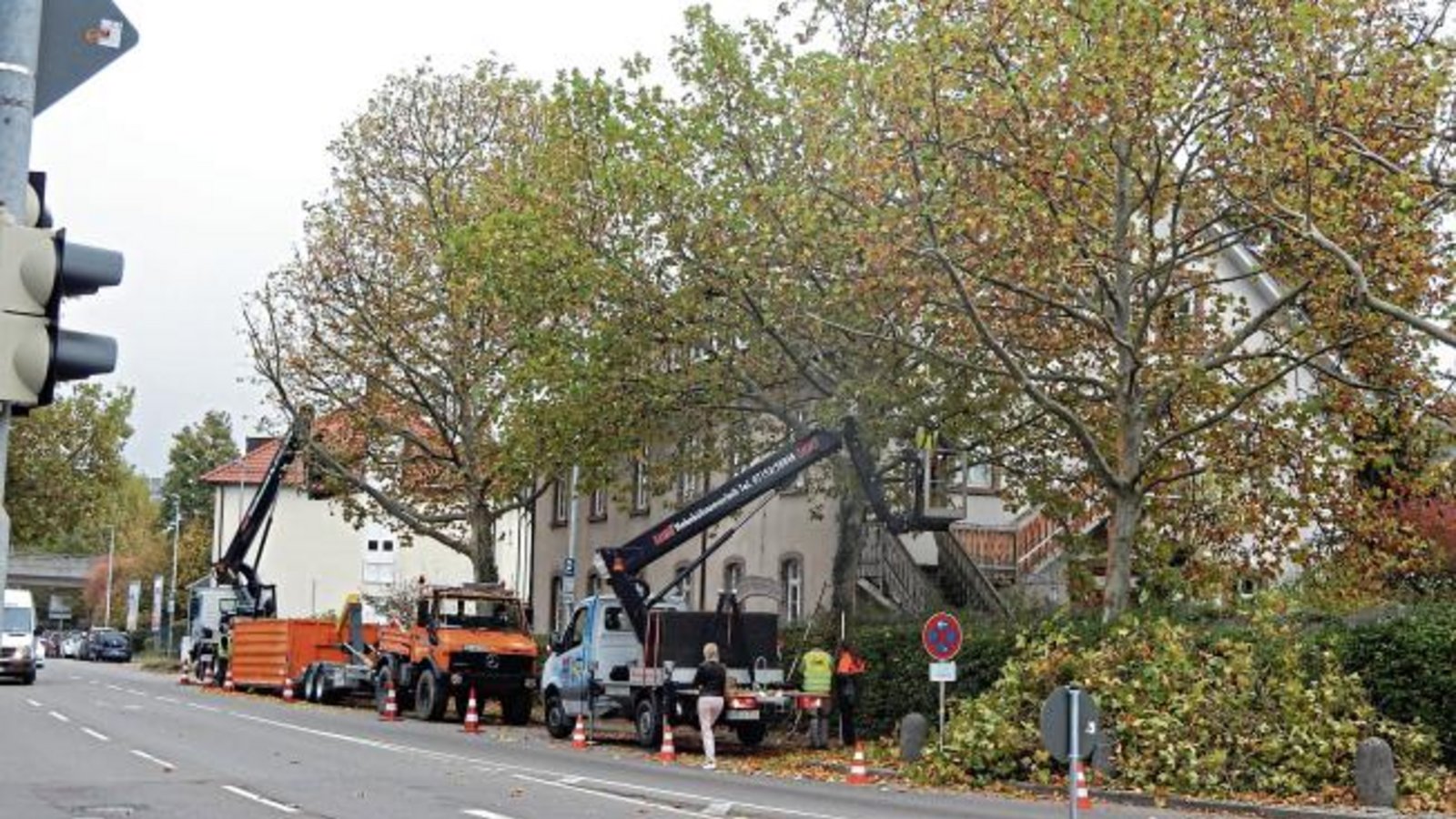 Die Baumpfleger sind in Vaihingen wieder voll in Aktion: hier an der ehemaligen Postschule. Foto: Arning Die Baumpfleger sind in Vaihingen wieder voll in Aktion: hier an der ehemaligen Postschule. Foto: Arning