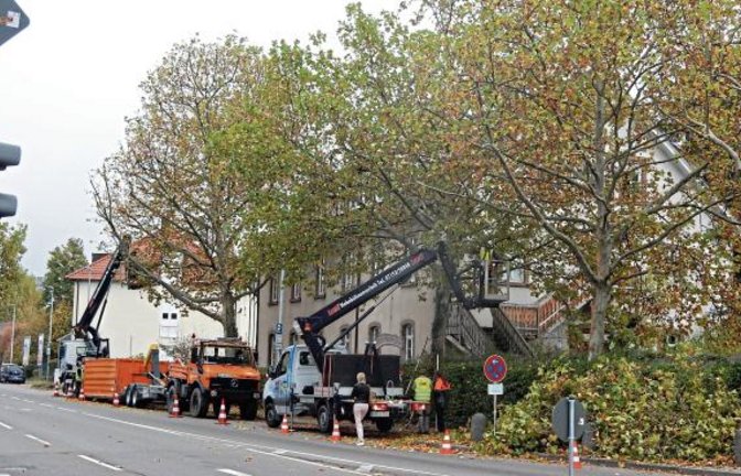 Die Baumpfleger sind in Vaihingen wieder voll in Aktion: hier an der ehemaligen Postschule.  Foto: Arning