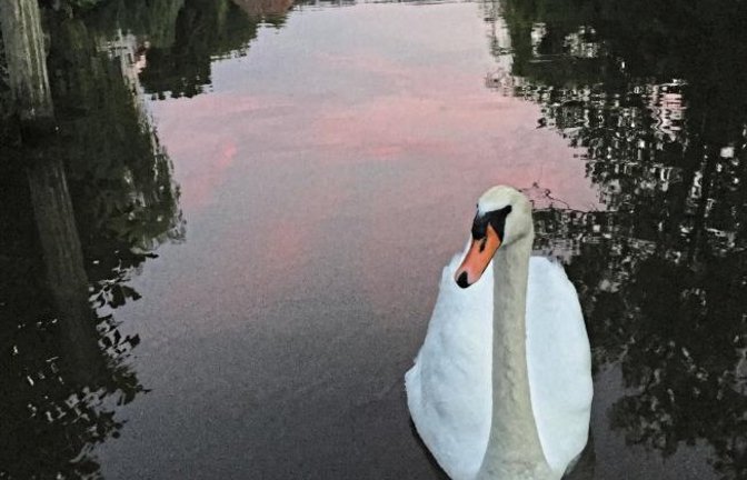 Schwanengesang im Abendrot? Gesehen von unserem Leser Uwe Schumann.