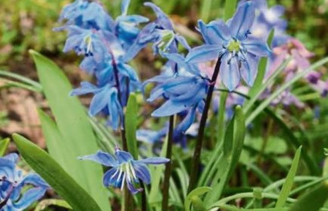 Vermutlich der Sibirische Blaustern. Fotos: Rücker