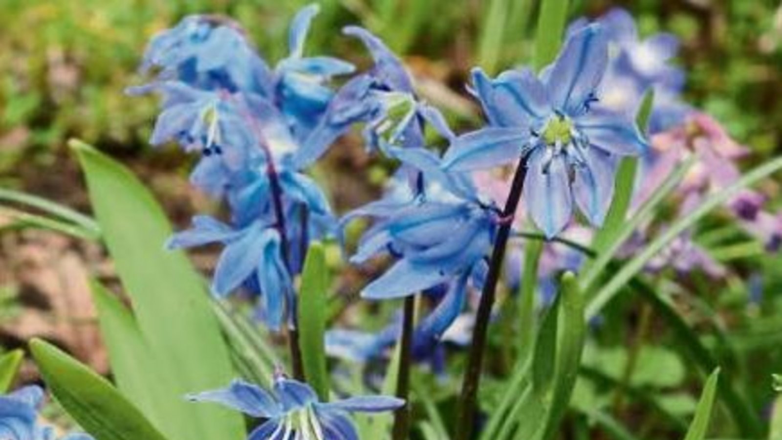 Vermutlich der Sibirische Blaustern. Fotos: Rücker Vermutlich der Sibirische Blaustern. Fotos: Rücker