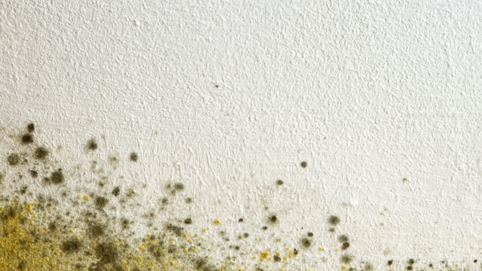 Grüner Schimmel an der Wand.Foto: izzzy71 / shutterstock.com Grüner Schimmel an der Wand.Foto: izzzy71 / shutterstock.com