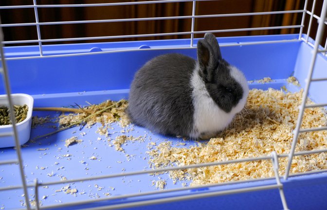 Wohin mit der Einstreu?<span class='image-autor'>Foto: Kate Krav-Rude / shutterstock.com</span>