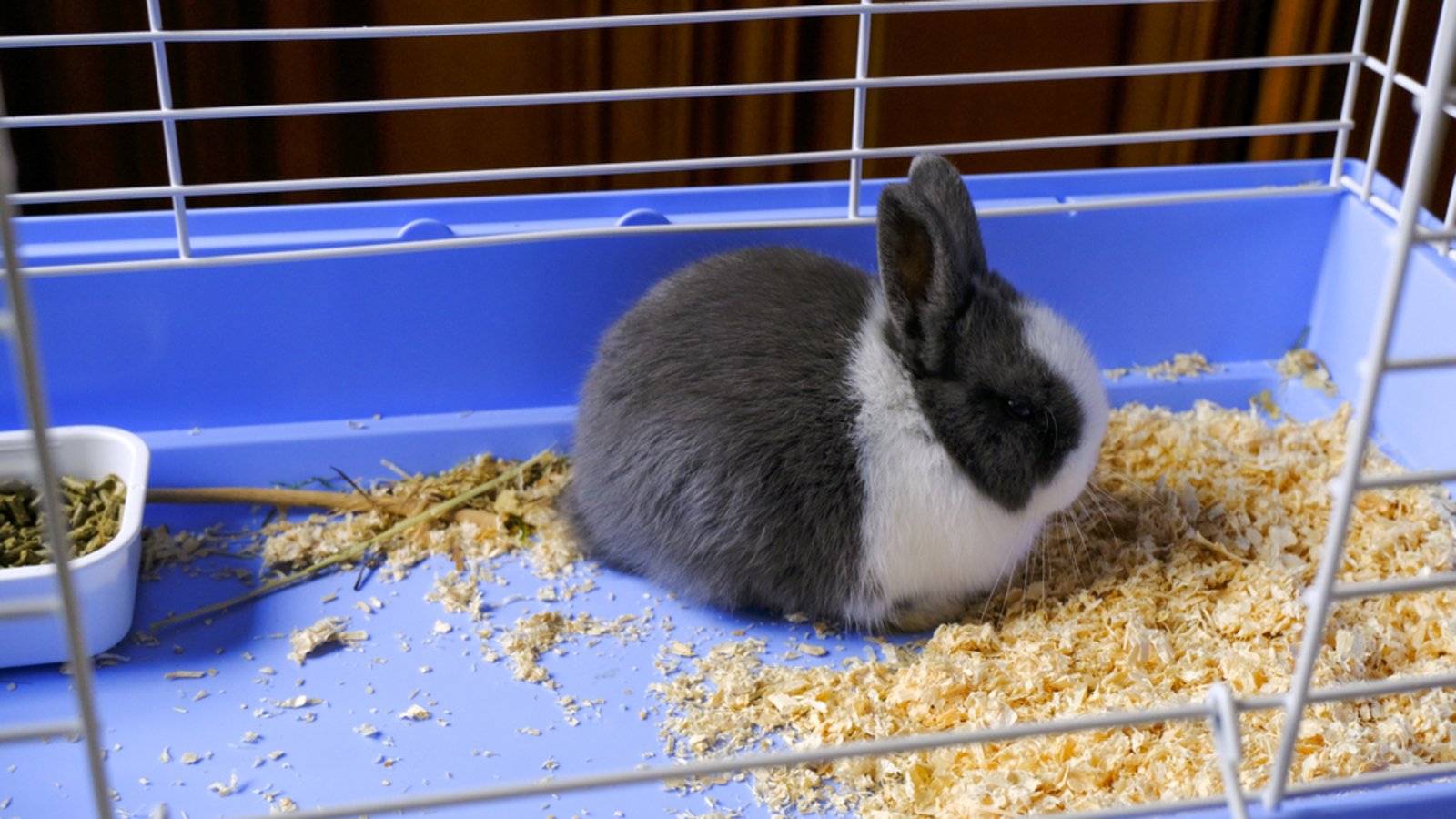 Wohin mit der Einstreu?Foto: Kate Krav-Rude / shutterstock.com Wohin mit der Einstreu?Foto: Kate Krav-Rude / shutterstock.com