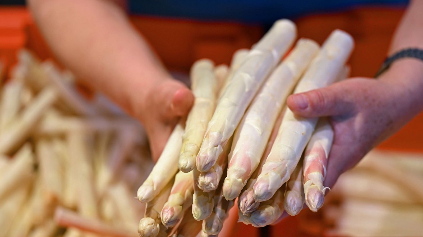 Die Deutschen haben ihren Spargel am liebsten weiß.Foto: dpa/Martin Schutt