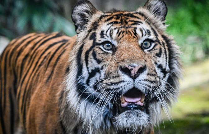 Der Tiger war 2022 aus einem französischen Zoo in den Tierpark Berlin gekommen.<span class='image-autor'>Foto: IMAGO/Funke Foto Services/MaurizioxGambarini</span>