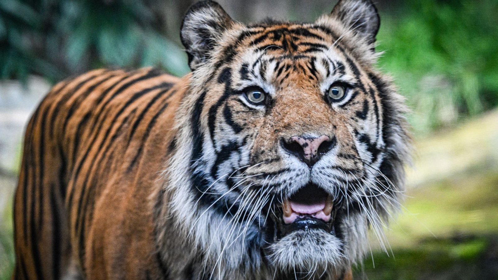 Der Tiger war 2022 aus einem französischen Zoo in den Tierpark Berlin gekommen.Foto: IMAGO/Funke Foto Services/MaurizioxGambarini Der Tiger war 2022 aus einem französischen Zoo in den Tierpark Berlin gekommen.Foto: IMAGO/Funke Foto Services/MaurizioxGambarini