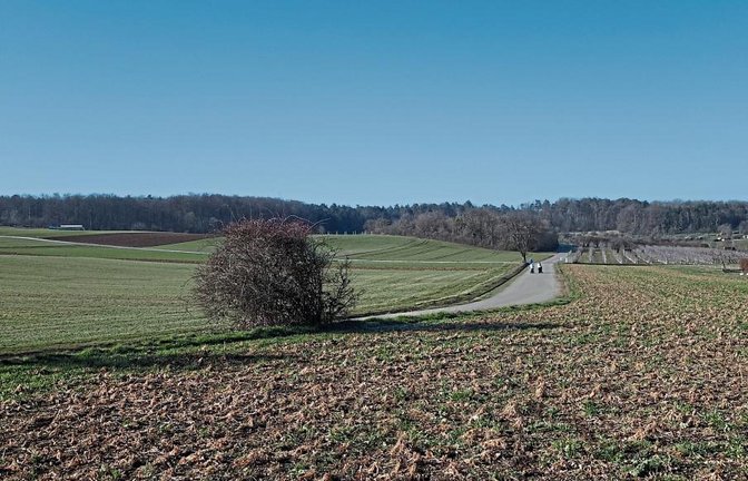 Bei der Gehölzgruppe hinten links im Bild beim Mönsheimer Weg sind die Schuppenanlagen, bei denen sich eine Wiese im Gemeindebesitz befindet, auf der sich die Verwaltung einen Naturkindergarten vorstellen könnte. Foto: Rücker