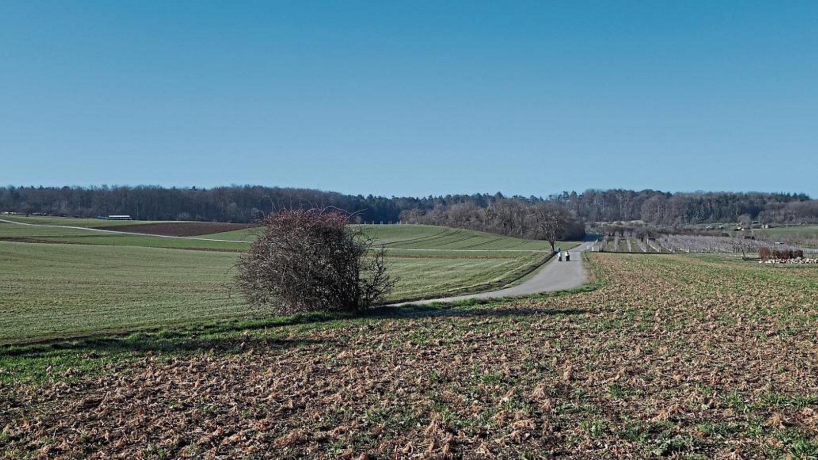 Bei der Gehölzgruppe hinten links im Bild beim Mönsheimer Weg sind die Schuppenanlagen, bei denen sich eine Wiese im Gemeindebesitz befindet, auf der sich die Verwaltung einen Naturkindergarten vorstellen könnte. Foto: Rücker Bei der Gehölzgruppe hinten links im Bild beim Mönsheimer Weg sind die Schuppenanlagen, bei denen sich eine Wiese im Gemeindebesitz befindet, auf der sich die Verwaltung einen Naturkindergarten vorstellen könnte. Foto: Rücker