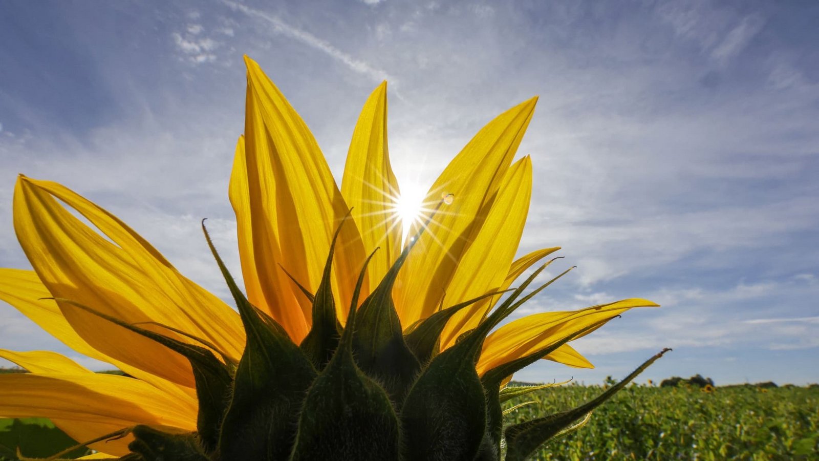 Hinter einer Sonnenblume scheint die Sonne (zu dpa: «Die Sonne gibt noch mal Vollgas: bis zu 31 Grad im Südwesten»)Thomas Warnack/dpa Hinter einer Sonnenblume scheint die Sonne (zu dpa: «Die Sonne gibt noch mal Vollgas: bis zu 31 Grad im Südwesten»)Thomas Warnack/dpa