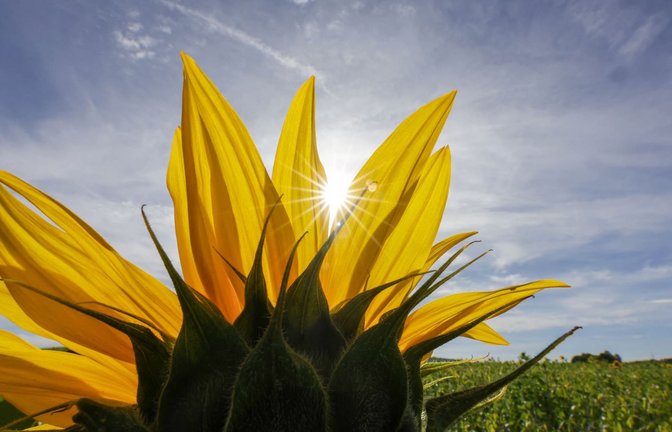 Hinter einer Sonnenblume scheint die Sonne (zu dpa: «Die Sonne gibt noch mal Vollgas: bis zu 31 Grad im Südwesten»)<span class='image-autor'>Thomas Warnack/dpa</span>