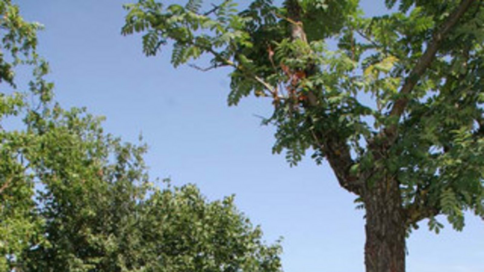 Ewald Veigel. Foto: Bögel Ewald Veigel. Foto: Bögel