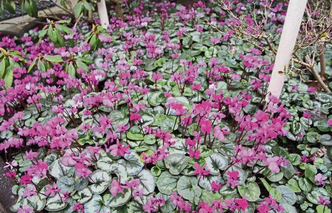 Aktuelle Alpenveilchenpracht im Garten von Lilly Striegel in Sersheim.  Foto: Banholzer