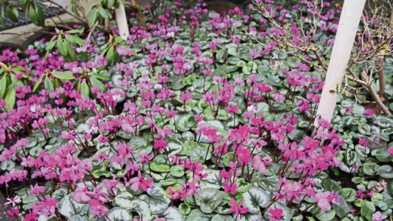 Aktuelle Alpenveilchenpracht im Garten von Lilly Striegel in Sersheim.  Foto: Banholzer