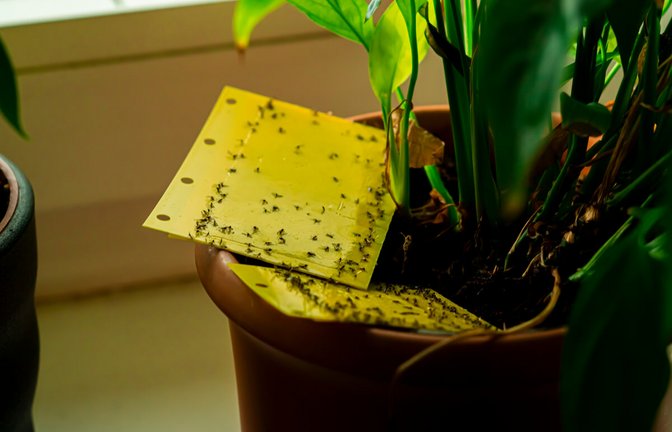Hier erfahren Sie, wie Sie Trauermücken richtig bekämpfen und die kleinen Fliegen in der Blumenerde loswerden. (Anleitung)<span class='image-autor'>Foto: MarcOliver_Artworks / Shutterstock.com</span>