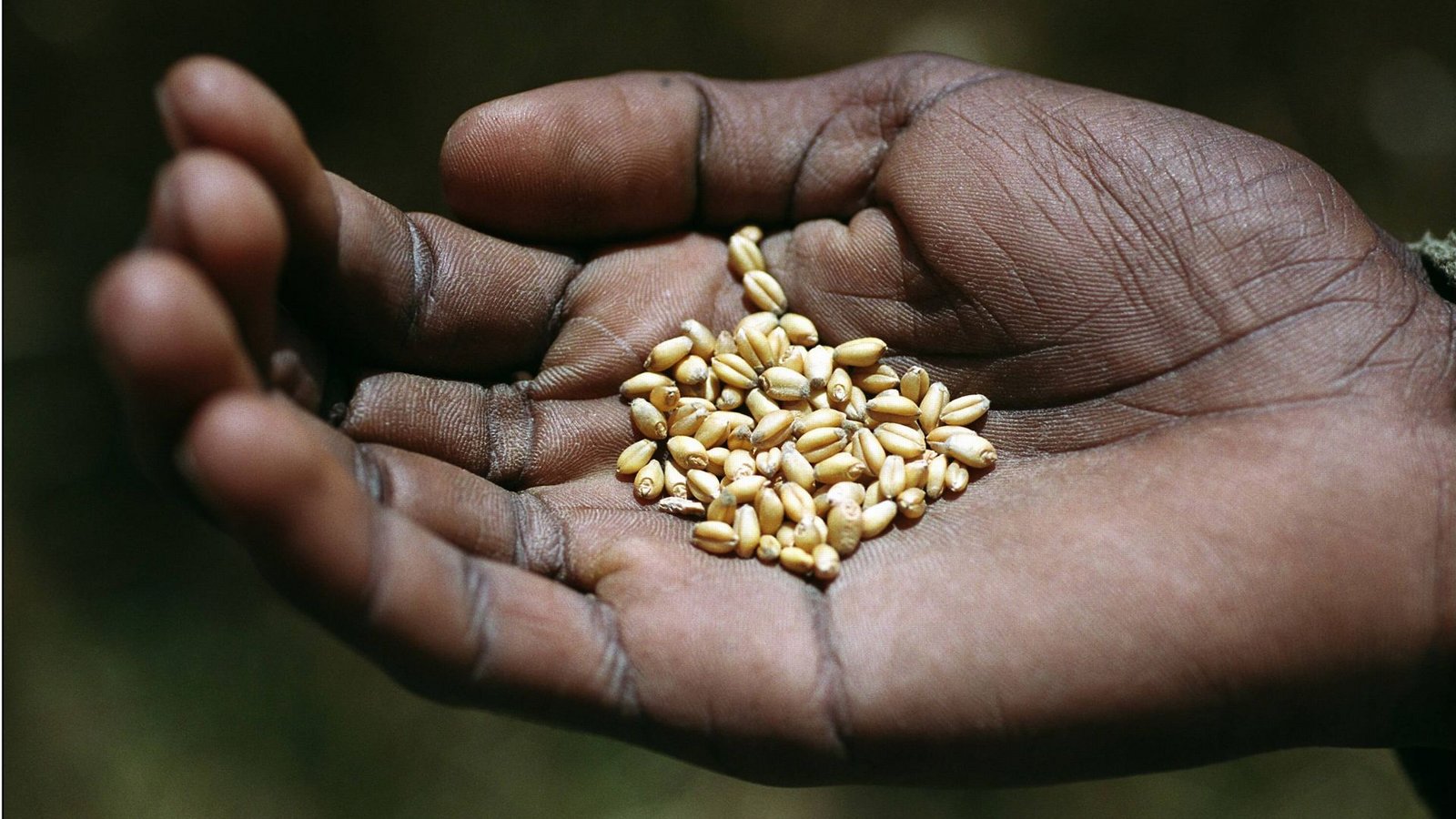 Die Welternährungsorganisation (FAO) rechnet in diesem Sommer mit einer Verschärfung der Nahrungsmittelkrise in Teilen Afrikas (Symbolfoto).Foto: imago/epd/imago stock&people