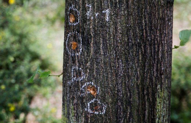 Einschlaglöcher einer Handgranate an einem Baum auf dem Altbacher Friedhof<span class='image-autor'>Foto: Ines Rudel/ </span>