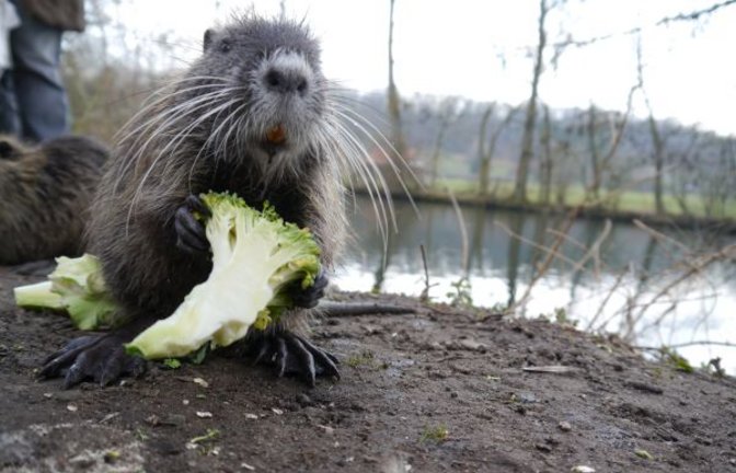 Nutria mit Brokkoli an der Enz. Foto: Mede