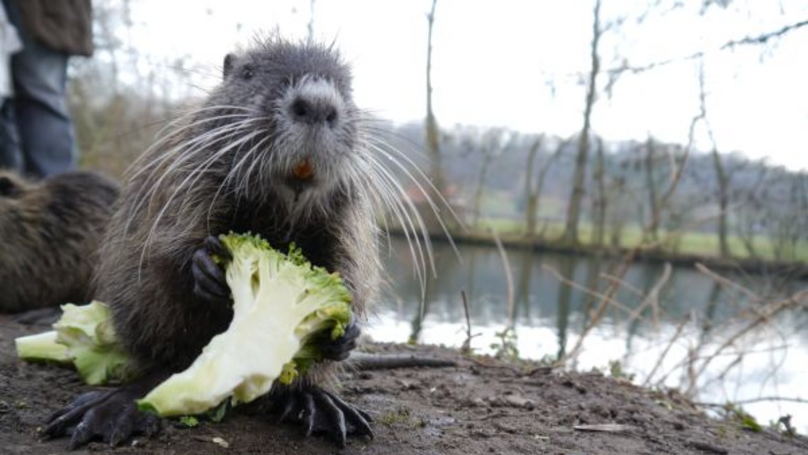 Nutria mit Brokkoli an der Enz. Foto: Mede