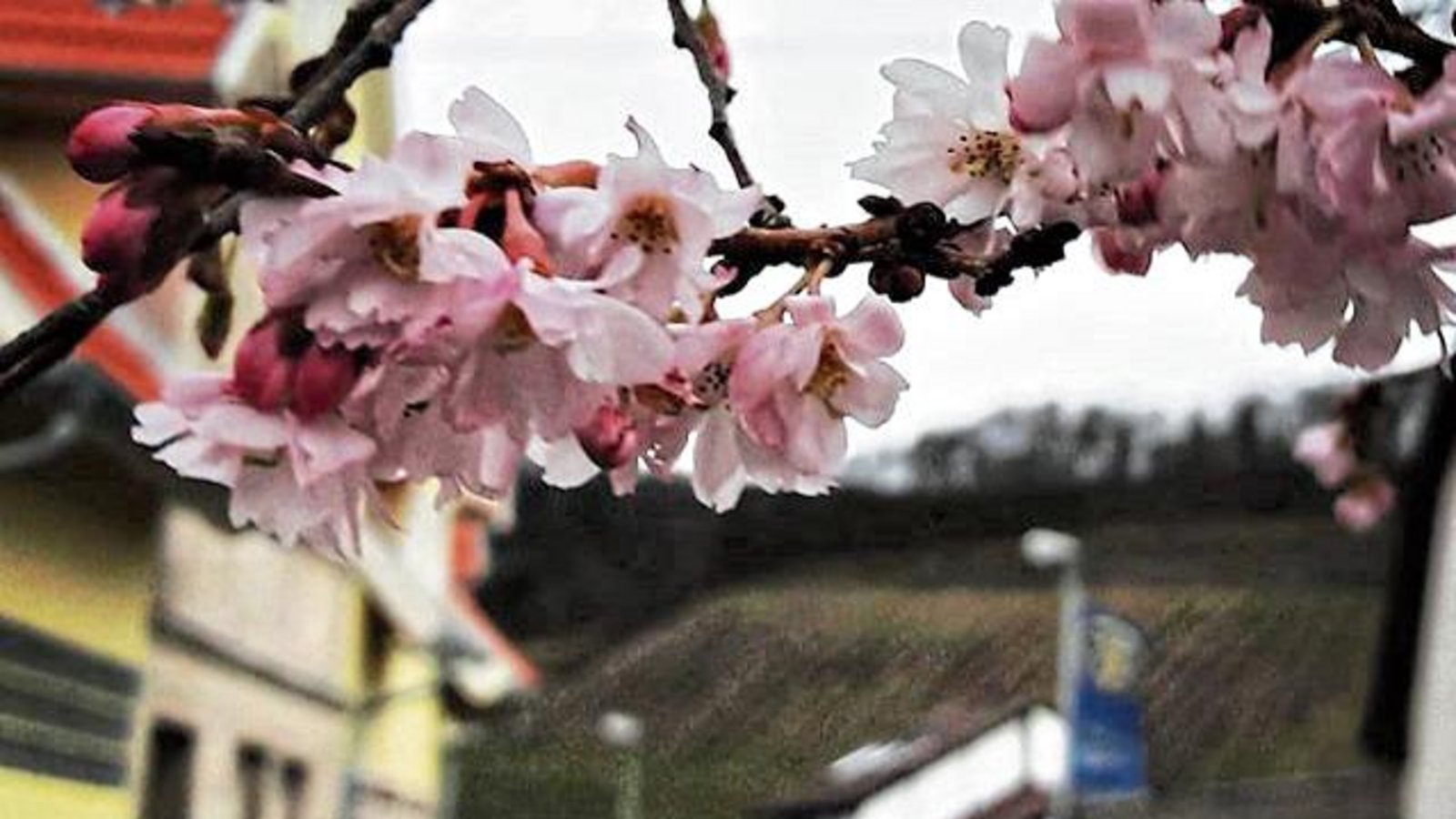 In Spielberg im Kirbachtal ist der Frühling schon ausgebrochen.  Foto: Rücker