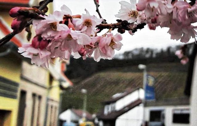 In Spielberg im Kirbachtal ist der Frühling schon ausgebrochen.  Foto: Rücker