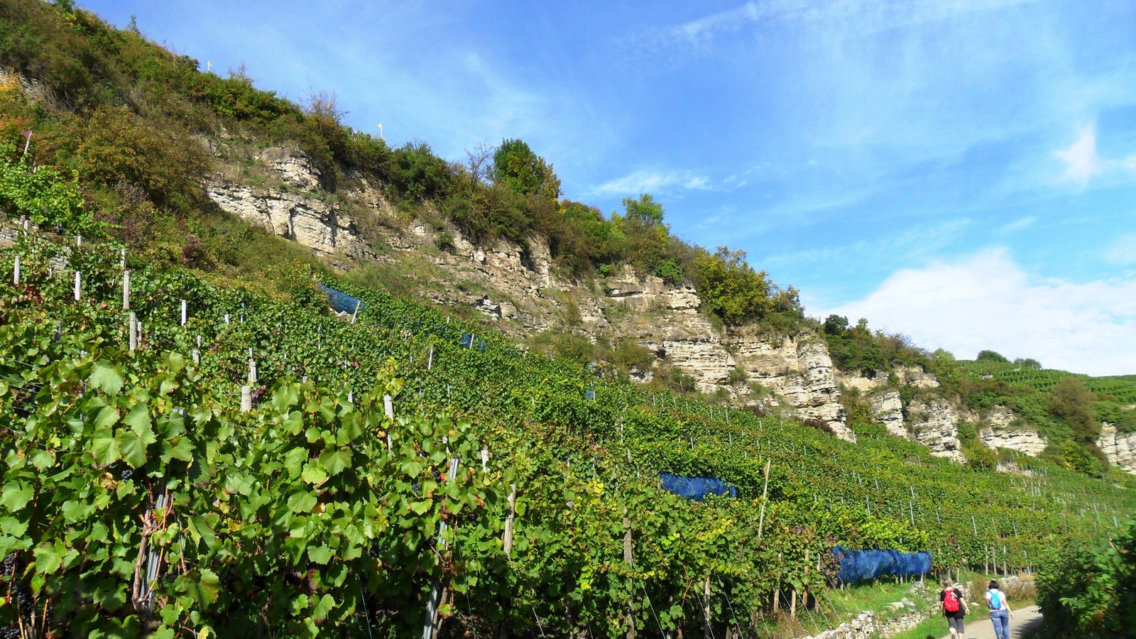 Steillagen im Naturschutzgebiet Felsengärten in Mühlhausen. Foto: BächleFoto: Bächle Steillagen im Naturschutzgebiet Felsengärten in Mühlhausen. Foto: BächleFoto: Bächle