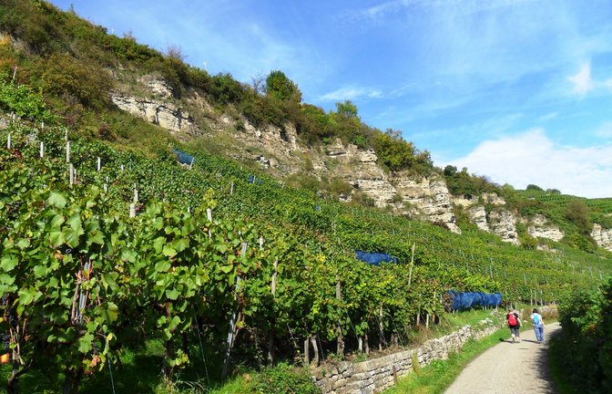 Steillagen im Naturschutzgebiet Felsengärten in Mühlhausen. Foto: Bächle<span class='image-autor'>Foto: Bächle</span>