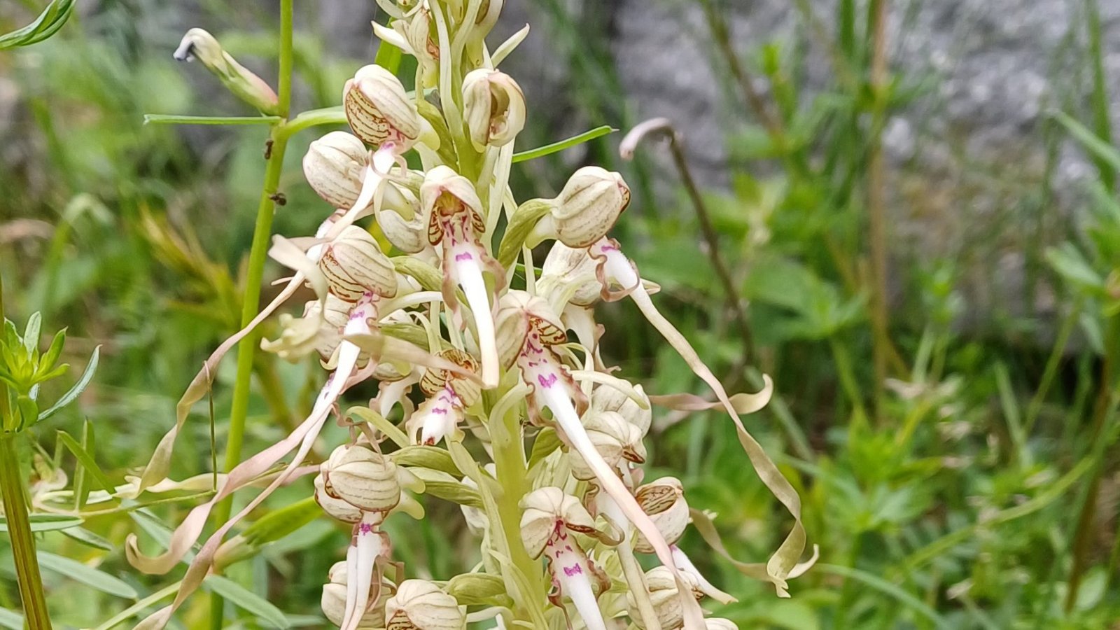 Auch eine Orchidee: Die Bocks-Riemenzunge, die ziemlich stinken kann.