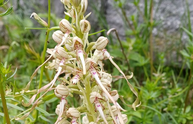 Auch eine Orchidee: Die Bocks-Riemenzunge, die ziemlich stinken kann.