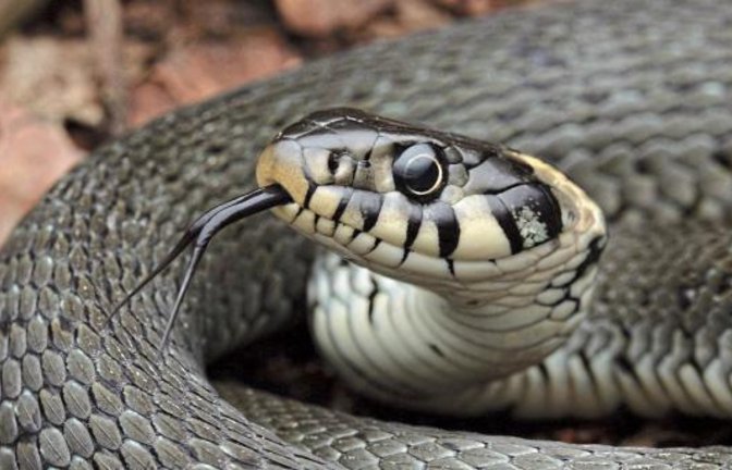 So schön ist die heimische, ungiftige und geschützte Ringelnatter.  Foto: Griesbaum