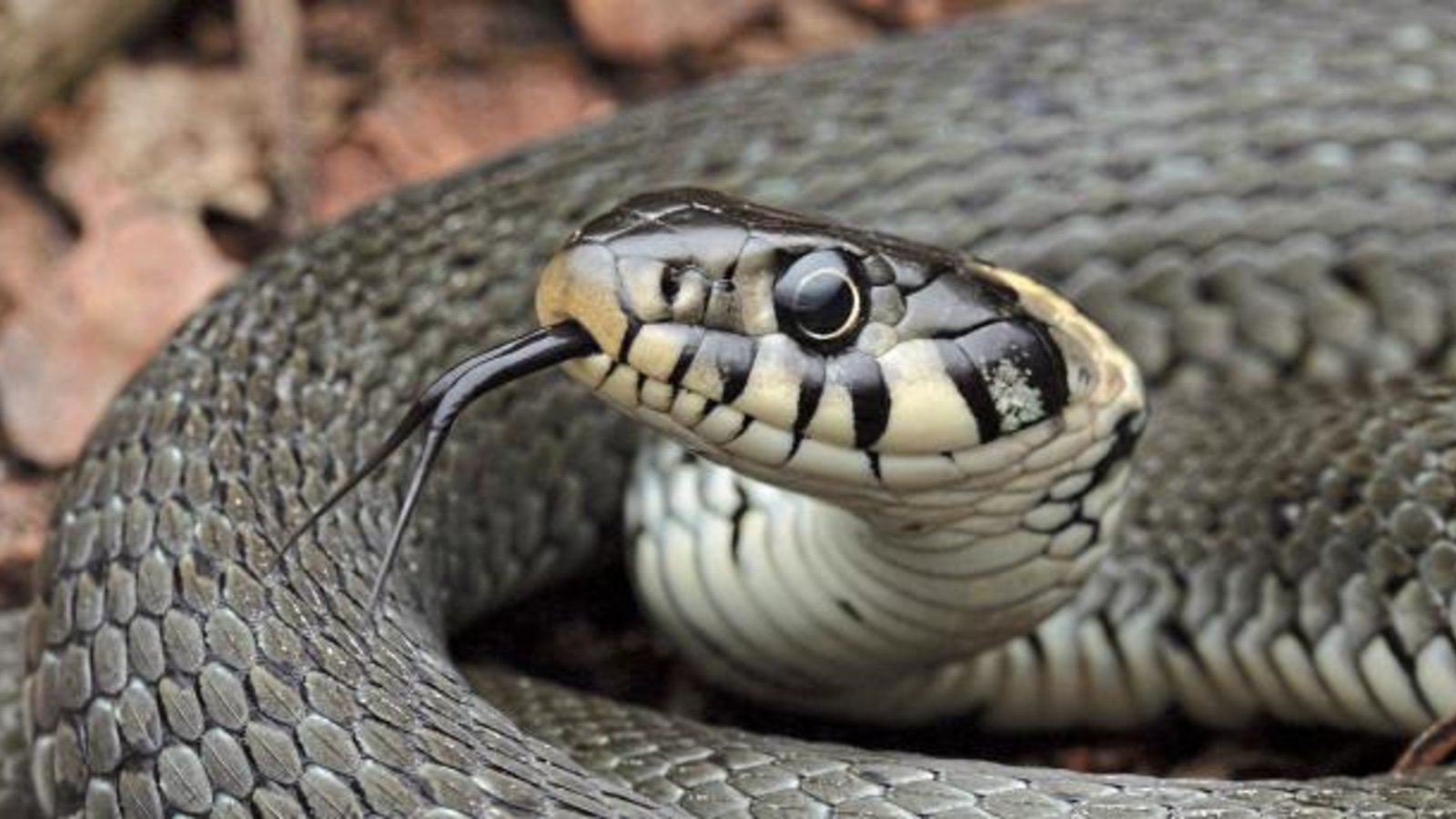 So schön ist die heimische, ungiftige und geschützte Ringelnatter. Foto: Griesbaum So schön ist die heimische, ungiftige und geschützte Ringelnatter. Foto: Griesbaum
