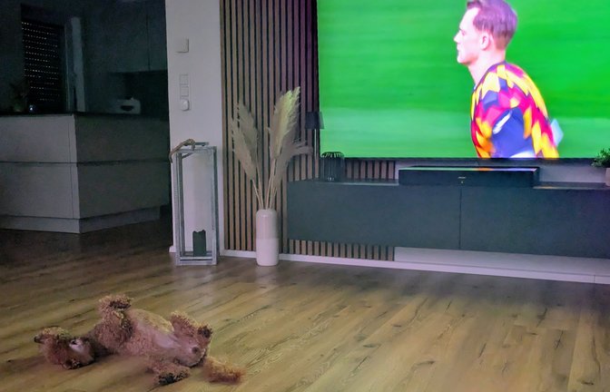 Das haut den stärksten Hund um – Deutschland ist bei der WM raus.  <span class='image-autor'>Foto: Ziegler</span>