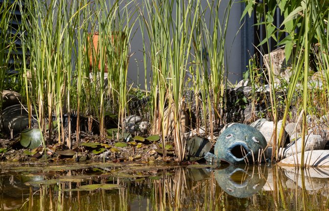 „Im Gartenteich sitzen Pflanzen und ‚Fische‘ längst im Trockenen und warten sehnsüchtig auf Regen“, schreibt Hans-Joachim Rösner aus Vaihingen zu seinem Foto.